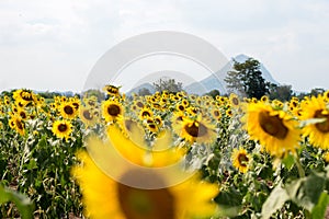 Summer sunflower field. Field of sunflowers with blue sky. A sun