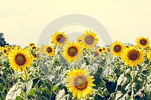 Summer sunflower field. Field of sunflowers with blue sky. A sun