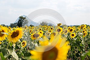 Summer sunflower field. Field of sunflowers with blue sky. A sun