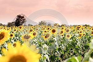 Summer sunflower field. Field of sunflowers with blue sky. A sun