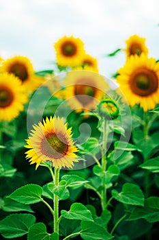 Summer sunflower field. Field of sunflowers with blue sky. A sunflower field at sunset.