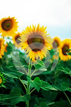 Summer sunflower field. Field of sunflowers with blue sky. A sunflower field at sunset.