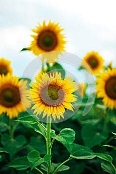 Summer sunflower field. Field of sunflowers with blue sky. A sunflower field at sunset.