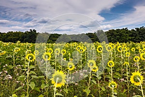 Summer Sunflower Field Maryland
