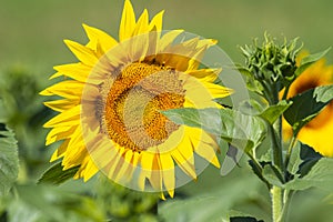 Summer sunflower field scene