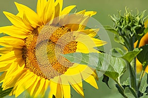 Summer sunflower field scene