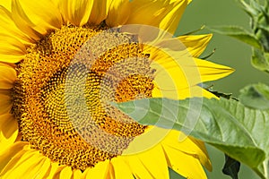 Summer sunflower field scene