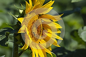 Summer sunflower field scene