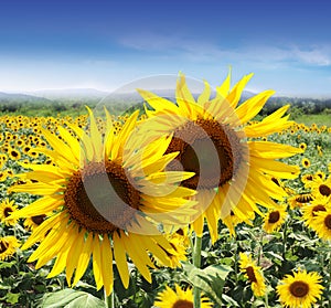 Verano girasol campo 