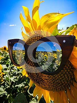 Summer sunflower outfit in black sunglasses. Yellow Sunflower on blue sky and sunflower agricultural field background.