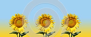 Summer sunflowers in a row design.