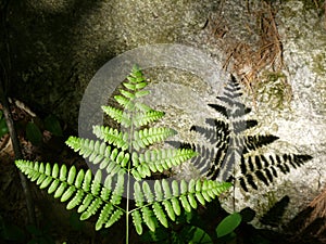 Summer: sunlit fern leaf and rock photo