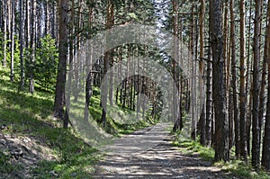 Summer sunlit forest pine-trees with ecological path, Vitosha mountain