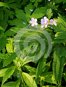 Summer: sunlit pink campion wildflowers - v