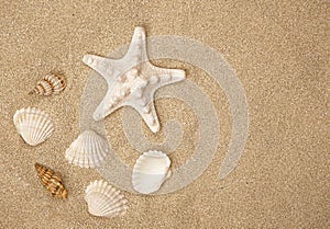 Summer sunny beach. Close up of seashells on the sand