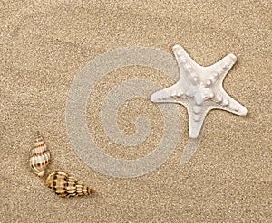 Summer sunny beach. Close up of seashells on the sand