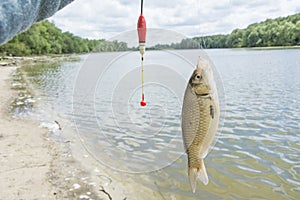 In summer  on a sunny day  crucian carp on a fishing line with a float