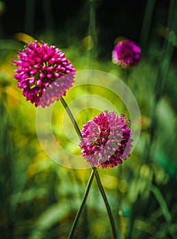 Summer sunny day. Flowering decorative round onion. The background is blurry.