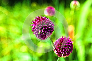 Summer sunny day. Flowering decorative round onion. The background is blurry.