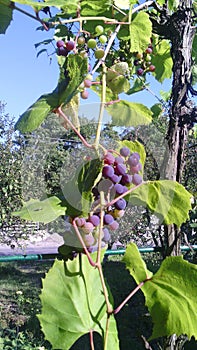 Summer sunny day. Grape. Blue sky and forest. Road..