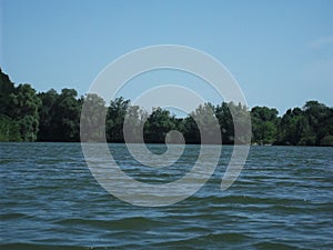 Green deciduous forest on the shore of the summer pond