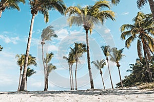 Summer. Sunny day. Noon. Cuba, the beach of Varadero Atlantic Ocean. Palm grove with coconut. tall coconut trees. vintage. way