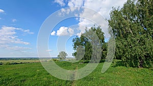 Summer Sunny Forest Trees And Green Grass. Nature