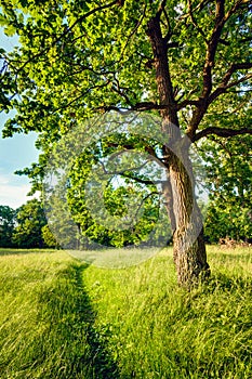 Summer Sunny Forest Trees And Green Grass. Nature