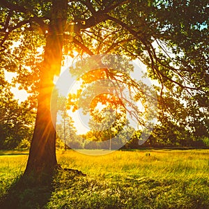 Summer Sunny Forest Trees And Green Grass. Nature