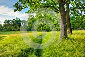 Summer Sunny Forest Trees And Green Grass. Nature