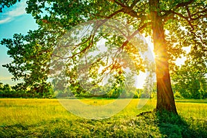 Summer Sunny Forest Trees And Green Grass. Nature