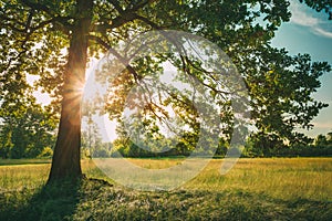 Summer Sunny Forest Trees And Green Grass. Nature Wood Sunlight