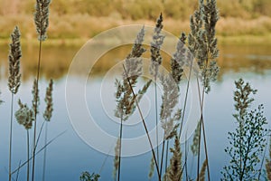 Summer Sunny Forest Trees And Green Grass. Nature Wood Sunlight Background.