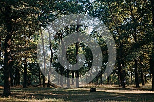 Summer Sunny Forest Trees And Green Grass. Nature Wood Sunlight Background.