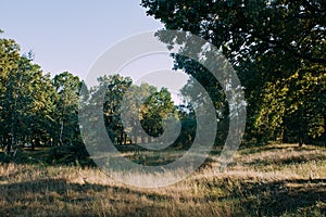 Summer Sunny Forest Trees And Green Grass. Nature Wood Sunlight Background.