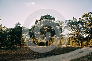 Summer Sunny Forest Trees And Green Grass. Nature Wood Sunlight Background.