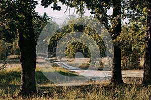 Summer Sunny Forest Trees And Green Grass. Nature Wood Sunlight Background.