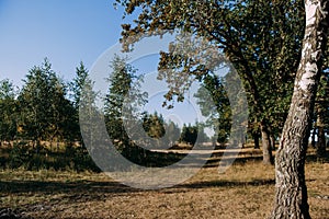 Summer Sunny Forest Trees And Green Grass. Nature Wood Sunlight Background.