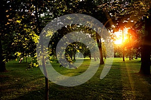 Summer Sunny Forest Trees And Green Grass. Nature Wood Sunlight Background. Instant Toned Image