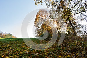 Summer Sunny Forest Trees And Green Grass. Nature Wood Sunlight Background. Instant Toned Image