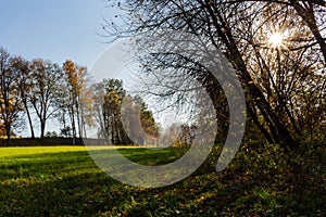 Summer Sunny Forest Trees And Green Grass. Nature Wood Sunlight Background. Instant Toned Image