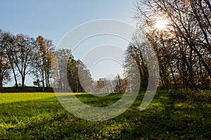 Summer Sunny Forest Trees And Green Grass. Nature Wood Sunlight Background. Instant Toned Image