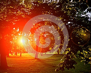 Summer Sunny Forest Trees And Green Grass. Nature Wood Sunlight Background. Instant Toned Image with amber red sun halo