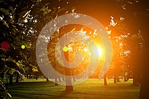 Summer Sunny Forest Trees And Green Grass. Nature Wood Sunlight Background. Instant Toned Image with colorfu lens flares.