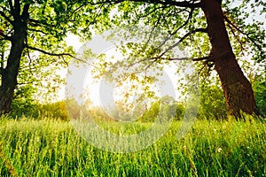 Summer Sunny Forest Trees And Green Grass