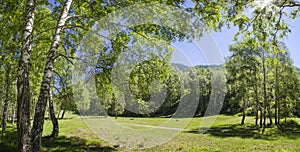 Summer sunny landscape, green birch