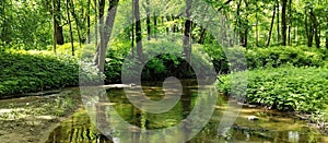 Summer sunny park landscape with a flowing river in Belarus.