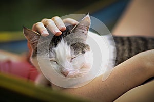 Summer sunny photo of teenager girl hugging cat