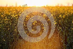 Summer sunny rapeseed field at sunset. Bio Plant. Natural background. Bokeh on foreground. Cultivated mainly for its oil