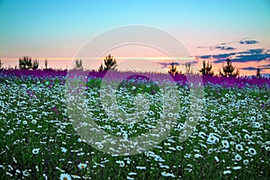Summer sunrise over a blossoming meadow